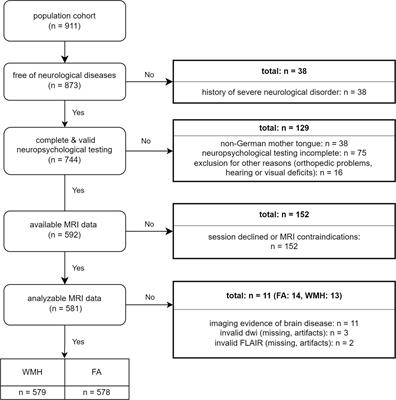 Frontiers Sex Specific Causes And Consequences Of White Matter Damage